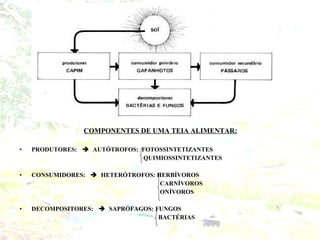 COMPONENTES DE UMA TEIA ALIMENTAR:
• PRODUTORES:   AUTÓTROFOS: FOTOSSINTETIZANTES
QUIMIOSSINTETIZANTES
• CONSUMIDORES:   HETERÓTROFOS: HERBÍVOROS
CARNÍVOROS
ONÍVOROS
• DECOMPOSITORES:   SAPRÓFAGOS: FUNGOS
BACTÉRIAS
 