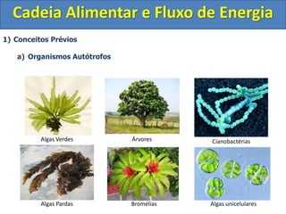 1) Conceitos Prévios
a) Organismos Autótrofos
Cadeia Alimentar e Fluxo de Energia
Algas Verdes Árvores
Bromélias
Cianobactérias
Algas unicelulares
Algas Pardas
 