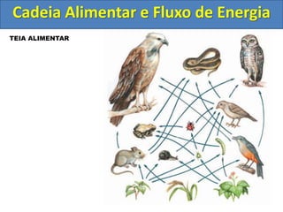 TEIA ALIMENTAR
Cadeia Alimentar e Fluxo de Energia
 
