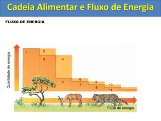 FLUXO DE ENERGIA
Fluxo de energia
1 2
8
9
10
11
4
3
5
6
7
Cadeia Alimentar e Fluxo de Energia
 