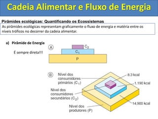 Cadeia Alimentar e Fluxo de Energia
a) Pirâmide de Energia
É sempre direta!!!
Pirâmides ecológicas: Quantificando os Ecossistemas
As pirâmides ecológicas representam graficamente o fluxo de energia e matéria entre os
níveis tróficos no decorrer da cadeia alimentar.
 