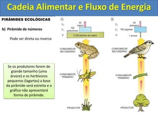 Cadeia Alimentar e Fluxo de Energia
PIRÂMIDES ECOLÓGICAS
b) Pirâmide de números
Pode ser direta ou inversa
Se os produtores forem
organismos pequenos e os
consumidores relativamente
maiores, a pirâmide será
sempre direta.
Se os produtores forem de
grande tamanho (uma
árvore) e os herbívoros
pequenos (lagartas) a base
da pirâmide será estreita e o
gráfico não apresentará
forma de pirâmide.
 