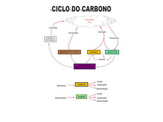 atmosfera
CO2
ANIMAIS VEGETAIS
DECOMPOSITORES
alimento
ORGANISMOS
MORTOS E DETRITOS
CARVÃO E
PETRÓLEO
combustão
fermentação
respiração
fotossíntese
ANIMAIS
alimentos
morte
vegetais
alimentação
fotossíntese
morte
respiração
alimentação
respiração
 