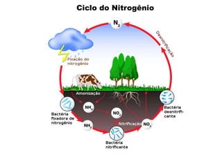 Ciclo do Nitrogênio
 