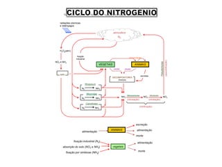 VEGETAIS
atmosfera
N2
ANIMAIS
(morte)
DECOMPOSITORES
(húmus)
excretas
NH3
Nitrossomonas
NO2
Nitrobacter
(nitrosação) (nitratação)
NO3
NH3
N2
NH3
N2
NH3
N2
Rhizobium
Micorrizas
Cianoficeas
H2Og(atm)
solo
NO3 e NH3
fixação
industrial
radiações cósmicas
e relâmpagos
(morte)
Pseudomonas
ANIMAIS
alimentação
excreção
morte
vegetais
alimentação
alimentação
morte
fixação industrial (N2)
fixação por simbiose (NH3)
(nitrificação)
absorção do solo (NO3 e NH3)
alimentação
 