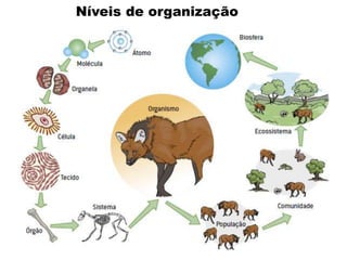 Níveis de organização
 