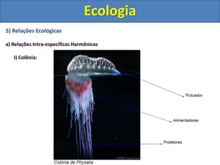 5) Relações Ecológicas
a) Relações Intra-específicas Harmônicas
I) Colônia:
Ecologia
 