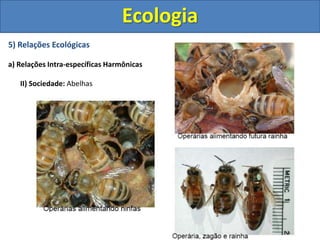 5) Relações Ecológicas
a) Relações Intra-específicas Harmônicas
II) Sociedade: Abelhas
Ecologia
 