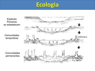 Ecologia
Espécies
Pioneiras
se estabelecem
Comunidades
temporárias
Comunidades
permanentes
 