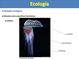 5) Relações Ecológicas
a) Relações Intra-específicas Harmônicas
I) Colônia:
Ecologia
 