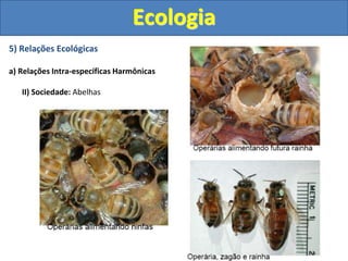5) Relações Ecológicas
a) Relações Intra-específicas Harmônicas
II) Sociedade: Abelhas
Ecologia
 