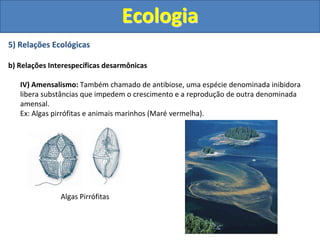 5) Relações Ecológicas
b) Relações Interespecíficas desarmônicas
IV) Amensalismo: Também chamado de antibiose, uma espécie denominada inibidora
libera substâncias que impedem o crescimento e a reprodução de outra denominada
amensal.
Ex: Algas pirrófitas e animais marinhos (Maré vermelha).
Ecologia
Algas Pirrófitas
 
