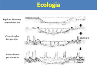 Ecologia
Espécies Pioneiras
se estabelecem
Comunidades
temporárias
Comunidades
permanentes
 