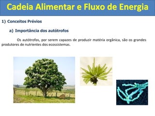 1) Conceitos Prévios
a) Importância dos autótrofos
Os autótrofos, por serem capazes de produzir matéria orgânica, são os grandes
produtores de nutrientes dos ecossistemas.
Cadeia Alimentar e Fluxo de Energia
 