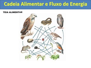 TEIA ALIMENTAR
Cadeia Alimentar e Fluxo de Energia
 