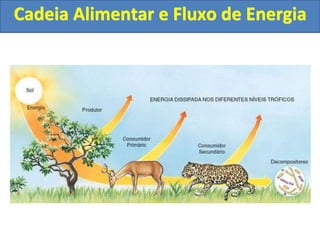 Cadeia Alimentar e Fluxo de Energia
 