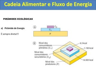 Cadeia Alimentar e Fluxo de Energia
PIRÂMIDES ECOLÓGICAS
a) Pirâmide de Energia
É sempre direta!!!
 