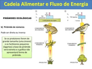 Cadeia Alimentar e Fluxo de Energia
PIRÂMIDES ECOLÓGICAS
b) Pirâmide de números
Pode ser direta ou inversa
Se os produtores forem
organismos pequenos e os
consumidores relativamente
maiores, a pirâmide será
sempre direta.
Se os produtores forem de
grande tamanho (uma árvore)
e os herbívoros pequenos
(lagartas) a base da pirâmide
será estreita e o gráfico não
apresentará forma de
pirâmide.
 