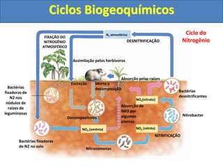Ciclos Biogeoquímicos
Bactérias
desnitrificantes
FIXAÇÃO DO
NITROGÊNIO
ATMOSFÉRICO
DESNITRIFICAÇÃO
Assimilação pelos herbívoros
Excreção Morte e
decomposição
NITRIFICAÇÃO
Nitrosomonas
Bactérias fixadoras
de N2 no solo
NO2 (nitrito)
NO3 (amônia)
NO3(nitrato)
Nitrobacter
Absorção de
NH3 por
algumas
plantas
Decompositores
Bactérias
fixadoras de
N2 nos
nódulos de
raízes de
leguminosas
Absorção pelas raízes
N2 atmosférico Ciclo do
Nitrogênio
 