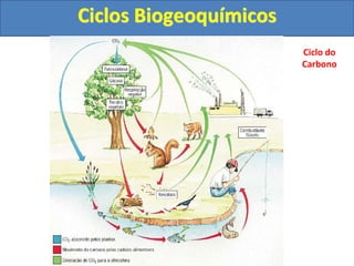 Ciclos Biogeoquímicos
Ciclo do
Carbono
 