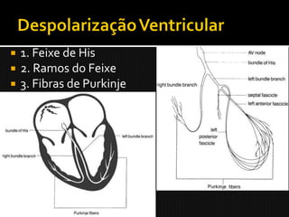    1. Feixe de His
   2. Ramos do Feixe
   3. Fibras de Purkinje
 