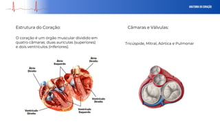 Anatomia do Coração
Estrutura do Coração:
O coração é um órgão muscular dividido em
quatro câmaras: duas aurículas (superiores)
e dois ventrículos (inferiores).
Câmaras e Válvulas:
Tricúspide, Mitral, Aórtica e Pulmonar
 