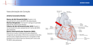 Anatomia do Coração
Artéria Coronária Direita
Ramo do Nó Sinoatrial (SA): Supre o nó
sinoatrial em cerca de 60% da população.
Ramos Marginais: Fornecem sangue à parede
lateral do ventrículo direito.
1.Ramo do Nó Atrioventricular (AV): Supre o
nó atrioventricular; presente em cerca de 90%
das pessoas.
Ramo Interventricular Posterior (RIP):
Percorre o sulco interventricular posterior,
irrigando as porções inferiores e posteriores dos
ventrículos, especialmente em corações onde
predomina a dominância direita (em cerca de
70-80% das pessoas).
Vascularização do Coração
 