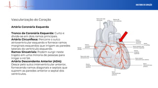 Anatomia do Coração
Artéria Coronária Esquerda
Tronco da Coronária Esquerda: Curto e
divide-se em dois ramos principais.
Artéria Circunflexa: Percorre o sulco
atrioventricular esquerdo e fornece ramos
marginais esquerdos que irrigam as paredes
laterais do ventrículo esquerdo.
Ramos Sinoatriais: Podem surgir neste
trajeto em uma minoria de pessoas para
irrigar o nó SA.
Artéria Descendente Anterior (ADA):
Desce pelo sulco interventricular anterior,
fornecendo ramos diagonais e septais que
suprem as paredes anterior e septal dos
ventrículos.
Vascularização do Coração
 