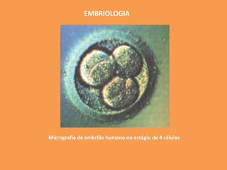 EMBRIOLOGIA




Micrografia de embrião humano no estágio de 4 células
 
