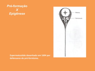 Pré-formação
X
Epigênese
Espermatozóide desenhado em 1694 por
defensores do pré-formismo.