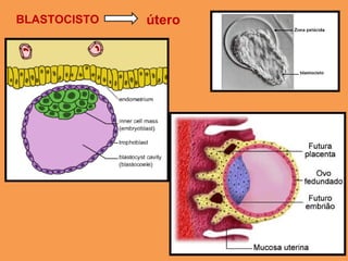 BLASTOCISTO útero