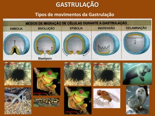 GASTRULAÇÃOTipos de movimentos da Gastrulaçãoendodermaectodermamesodermamesodermaectoderma