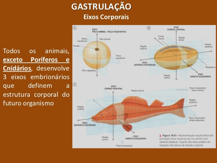 Defina Eixos Corporais A Partir De Um Desenho