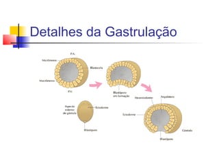 Detalhes da Gastrulação
