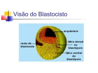 Visão do Blastocisto
