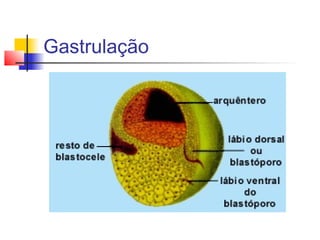 Gastrulação