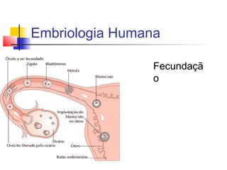 Embriologia Humana
Fecundaçã
o