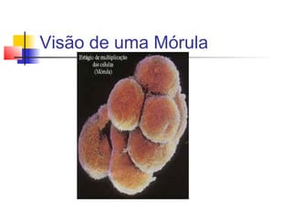 Visão de uma Mórula