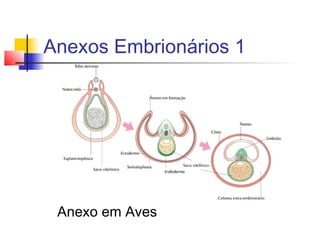 Anexos Embrionários 1
Anexo em Aves
