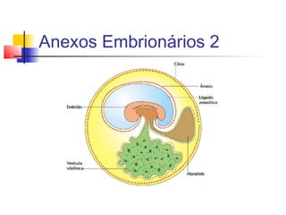 Anexos Embrionários 2