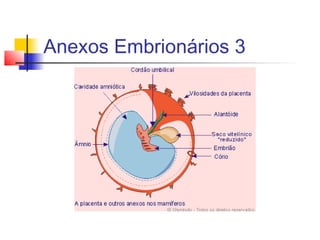 Anexos Embrionários 3