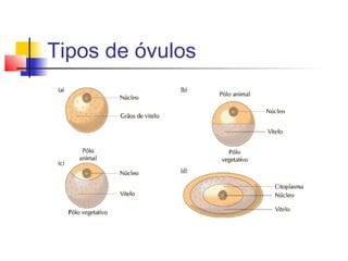 Tipos de óvulos