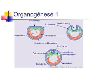 Organogênese 1