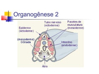Organogênese 2