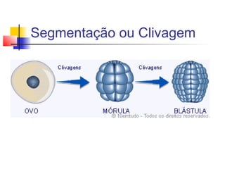 Segmentação ou Clivagem