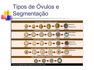 Tipos de Óvulos e
Segmentação