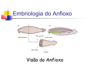 Embriologia do Anfioxo
Visão do Anfioxo