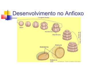 Desenvolvimento no Anfioxo
