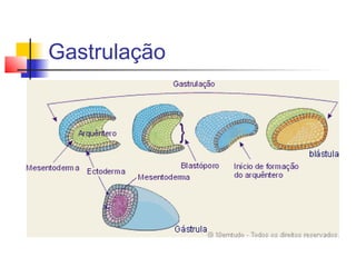 Gastrulação