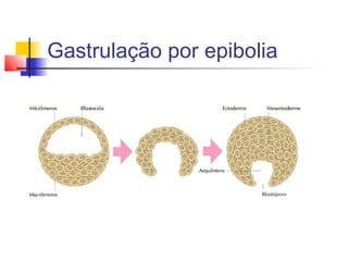 Gastrulação por epibolia